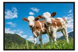 Gerahmter Kunstdruck Zwei junge Kälber