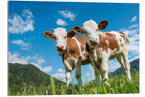 Galleriprint Two young calves