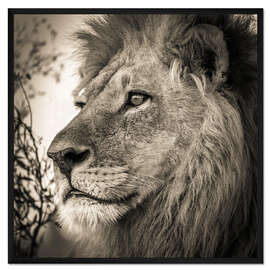 Gerahmter Kunstdruck Verträumter Löwe