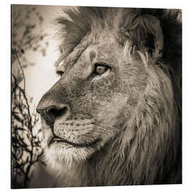 Magnettafel Verträumter Löwe