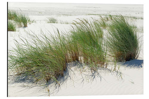 Aluminium print Beach grass