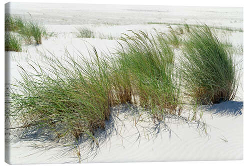 Canvastavla Beach grass