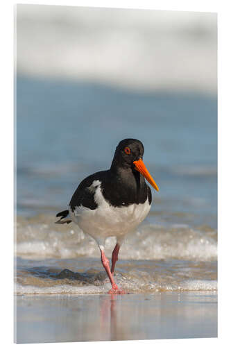 Acrylic print Oystercatcher