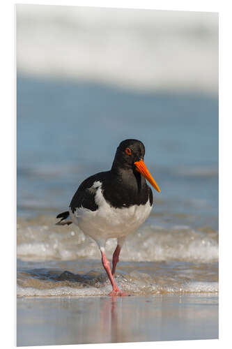 Foam board print Oystercatcher