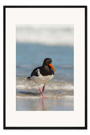 Gerahmter Kunstdruck Austernfischer