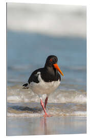 Gallery print Oystercatcher