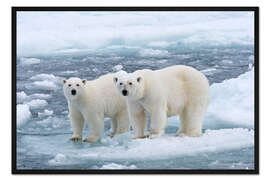 Gerahmter Kunstdruck Eisbären