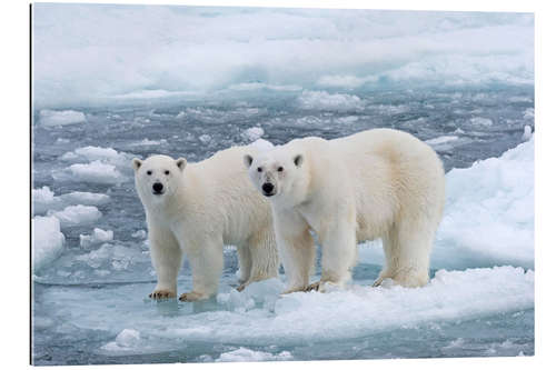 Galleriprint Polar bears