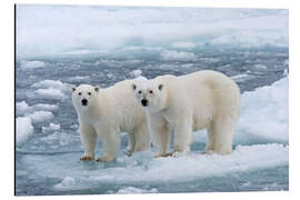 Magnettafel Eisbären