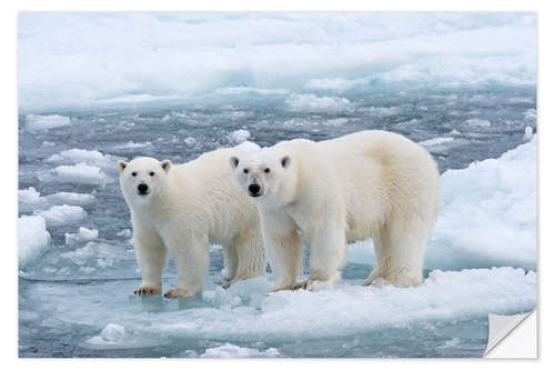 Selvklebende plakat Polar bears