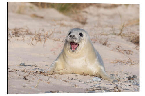 Alubild Kegelrobbe