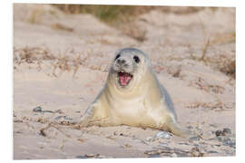 Foam board print Gray seal