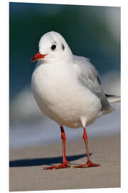 Foam board print Black-headed gull