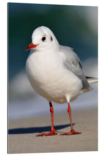 Gallery print Black-headed gull