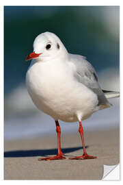 Wall sticker Black-headed gull