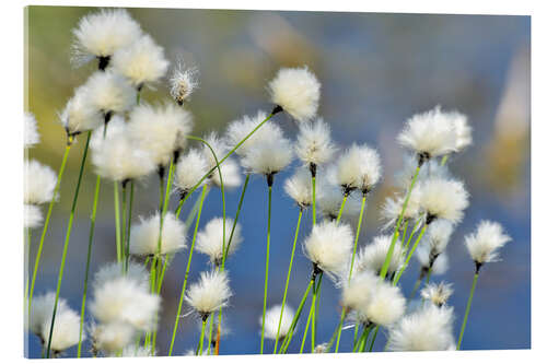 Acrylic print Blooming Scheidiges Cottongrass