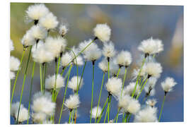 PVC print Blooming Scheidiges Cottongrass