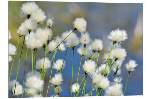 Galleriprint Blooming Scheidiges Cottongrass