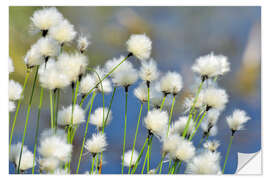 Wall sticker Blooming Scheidiges Cottongrass