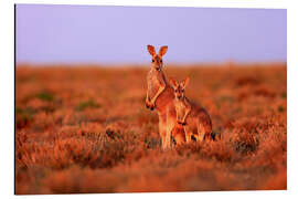 Aluminium print Red giant kangaroos