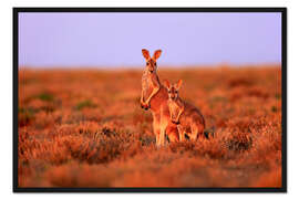 Gerahmter Kunstdruck Rote Riesenkängurus