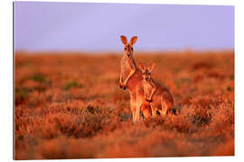 Gallery print Red giant kangaroos