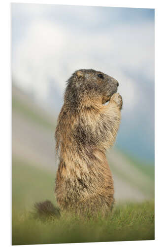 Tableau en PVC Alpine Marmot Side Profile