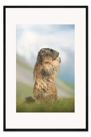 Gerahmter Kunstdruck Alpenmurmeltier Profil