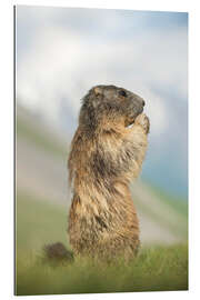 Galleriprint Alpine Marmot Side Profile