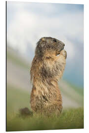 Magnettafel Alpenmurmeltier Profil