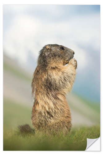 Vinilo para la pared Alpine Marmot Side Profile