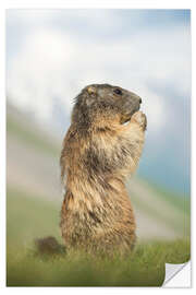 Selvklæbende plakat Alpine Marmot Side Profile