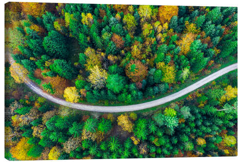 Tableau sur toile L'automne dans la forêt souabe