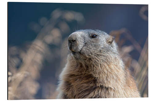 Aluminium print Alpine marmot