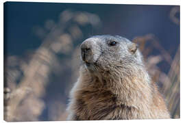 Canvas print Alpine marmot