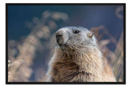 Gerahmter Kunstdruck Alpenmurmeltier