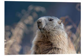 Foam board print Alpine marmot