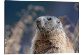 Gallery print Alpine marmot