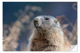 Vinilo para la pared Marmota alpina