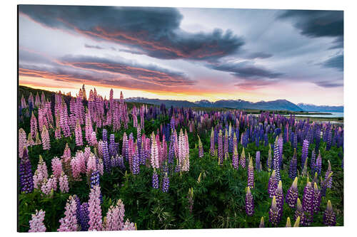 Aluminiumsbilde Colorful multi-leaved lupins