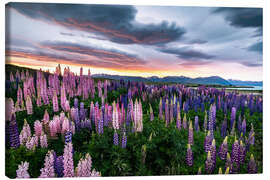 Canvas print Colorful multi-leaved lupins