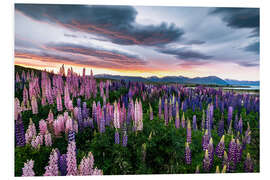 Foam board print Colorful multi-leaved lupins