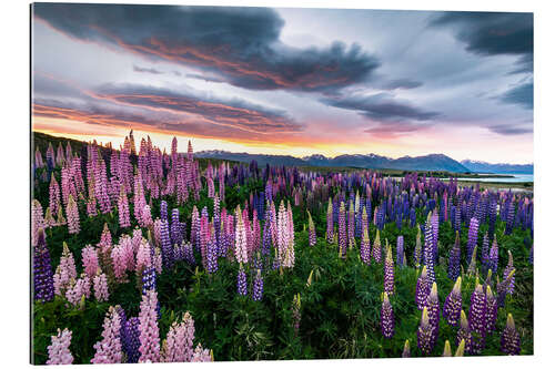 Gallery print Colorful multi-leaved lupins