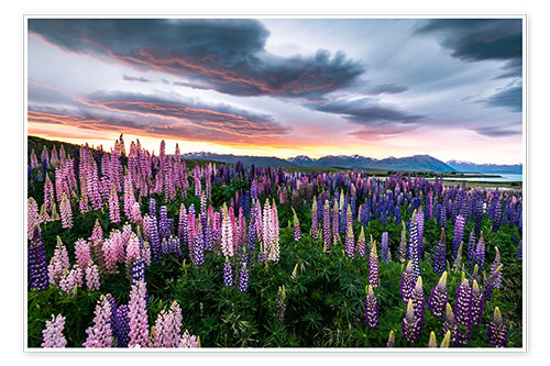 Plakat Colorful multi-leaved lupins