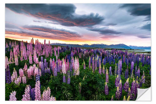 Sticker mural Lupins multicolores à feuilles multiples