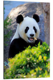 Aluminiumtavla Giant Panda I