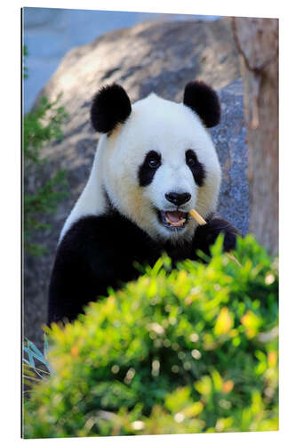 Galleriprint Giant Panda I