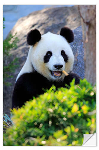 Självhäftande poster Giant Panda I