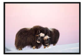 Gerahmter Kunstdruck Moschusochsen