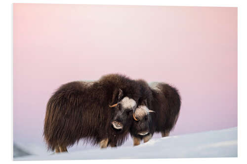 PVC-taulu Musk ox